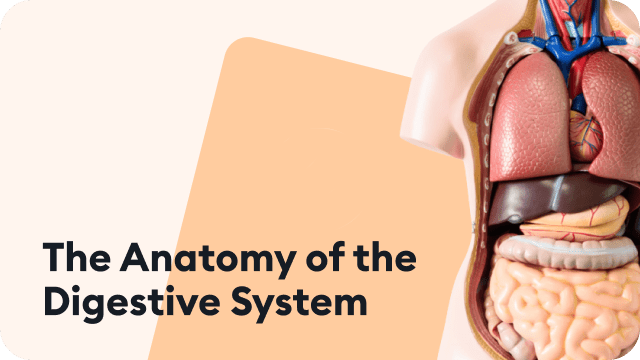 anatomy