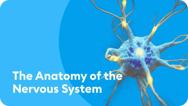 nervous-system